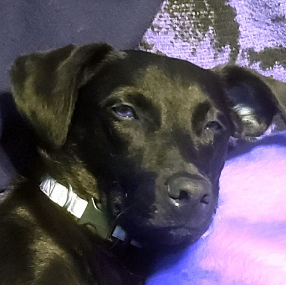 Meet your Posher, Ladurick - Picture 2 of 2